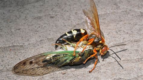 A Cicada Killer wasp dragging a paralyzed cicada to her lair to lay her eggs on. : r/natureismetal