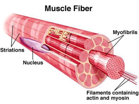 Dr. HIT's High Intensity Bodybuilding: Muscle Fiber Types Continued...