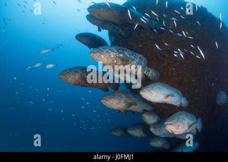 Goliath grouper during spawning aggregation between the months of ...