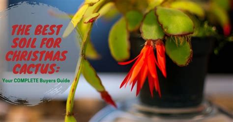 The Best Soil for Christmas Cactus: Your COMPLETE Buyers Guide - The Gardener Info