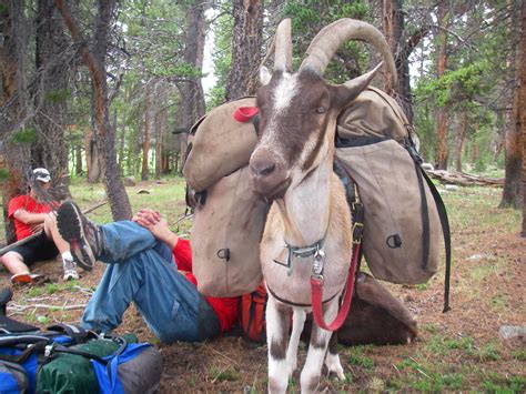 Camping Adventures: 50 Miler, Pack Goats