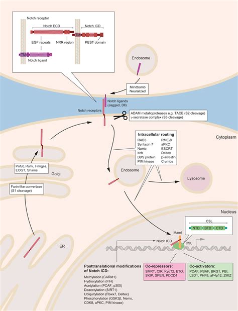 Notch Signaling