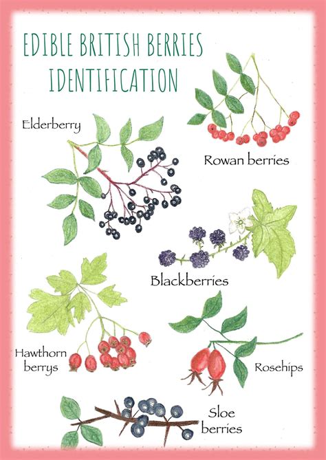 Printable Edible Berries Identification Pdf Printable Nature - Etsy Australia