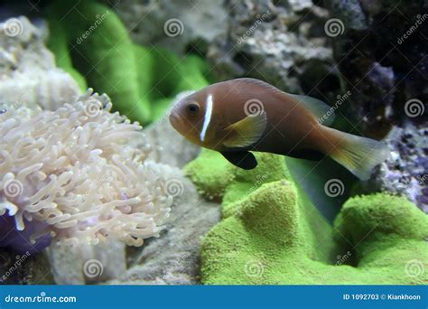 Brown Fish stock image. Image of anemonefish, tropical - 1092703