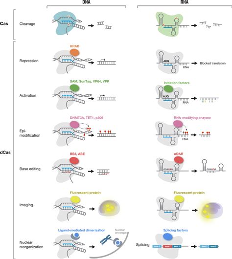 Development of CRISPR-Cas systems for genome editing and beyond | Quarterly Reviews of ...