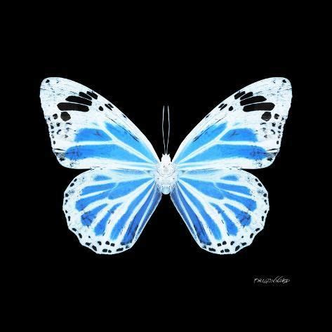 Butterfly Wallpaper, Butterfly Painting, Black Edition, Metallic Blue, X Ray, Organic Shapes ...