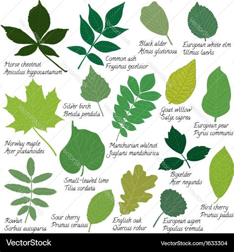 Leaves collection with names Royalty Free Vector Image