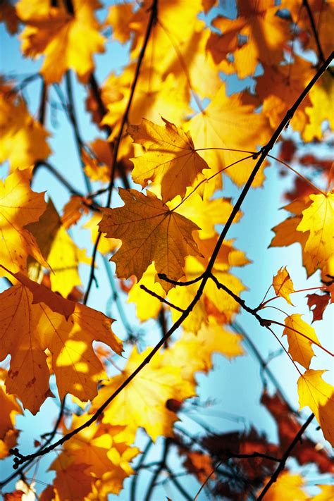 Download Autumn Leaf Wallpaper | Wallpapers.com