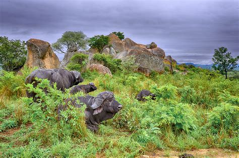 Animalscapes of the Kruger National Park, animals in their environment