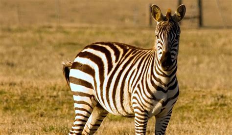 Zebras - Facts, Diet & Habitat Information