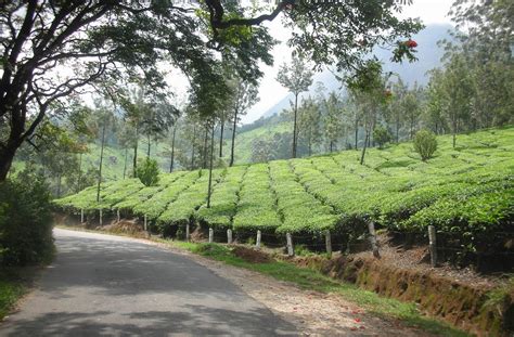 S.M.R.: Munnar Tea Plantations