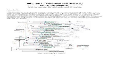 (PDF) BIOL 2015 – Evolution and Diversitycourses.biology.utah.edu/smiller/2015/handouts/lab11 ...