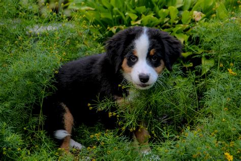 Bernese Mountain Dog Wikipedia Breed Guide & Facts Revealed