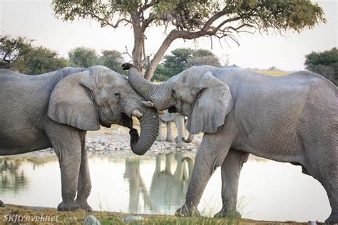 Safari Guide To Etosha National Park In Namibia - Unusual Traveler