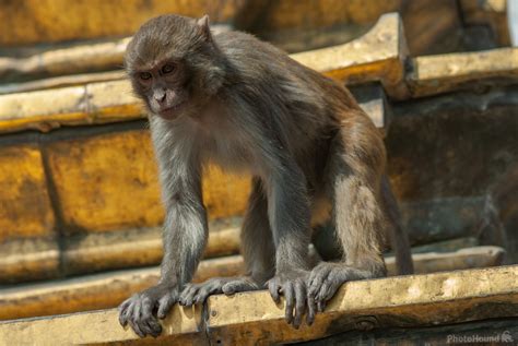 Image of Swayambhunath Monkey Temple | 1008594