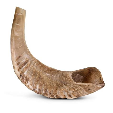 Classic Ram's Horn Shofar - Extra-Small - Natural, Religious Articles ...