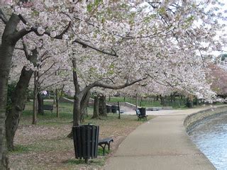 Cherry Blossoms | Straight out of....D.C.!??!?!!?? | lafasmen | Flickr