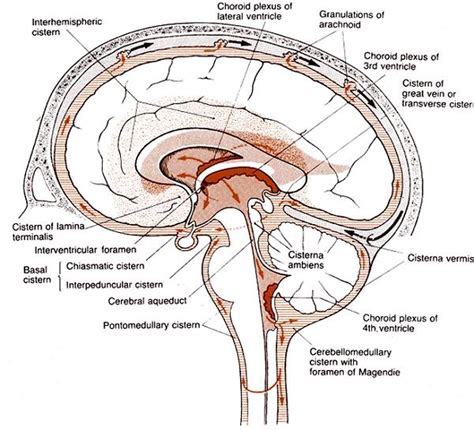 4. Basal CSF cisterns | RANZCRPart1 Wiki | FANDOM powered by Wikia
