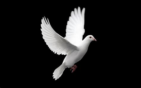 Songbird Dove Wallpaper - WallpaperSafari