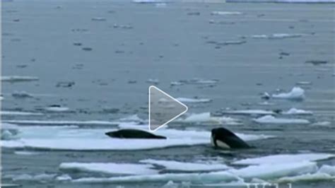 Adventure Video: Killer Whales’ Cunning Seal Hunting Technique