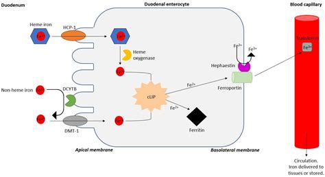 Microbiology Research | Free Full-Text | Oral Iron Supplementation ...