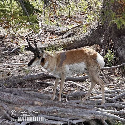 Antilocapra americana Pictures, Pronghorn Images, Nature Wildlife ...