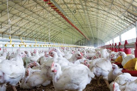 The Demand for Broiler Chicken in India | Broiler Chicken Farm Rate...