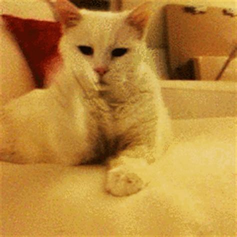 Wordless Wednesday: 7 Yawning Cat Gifs - Catster