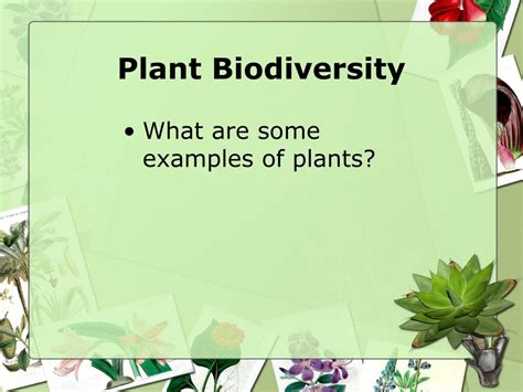 PPT - Plants, Plants, Plants, and More Plants! PowerPoint Presentation - ID:4480944