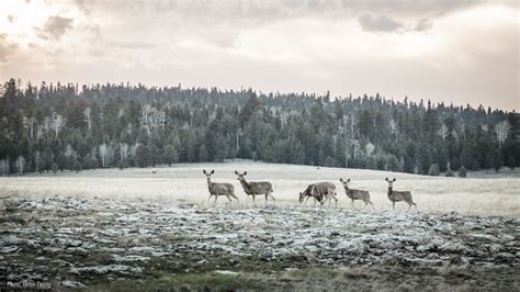 Kaibab Deer near Kaibab Plateau-North Rim Parkway - Stefan Tiesing ...