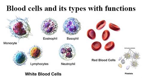 Blood cells and its types with functions