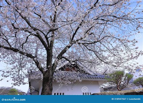 Maizuru Castle Park with Cherry Blossoms at Marunouchi, Kofu, Stock ...