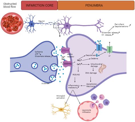 Ischemic Cascade Stroke