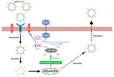 Pharmaceutics | Free Full-Text | Glycyrrhizic Acid and Its Hydrolyzed Metabolite 18β ...