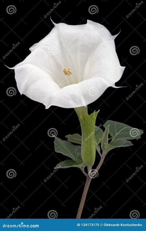 Datura Flower, Dope, Stramonium, Thorn-apple, Jimsonweed, Isolated on Black Background Stock ...