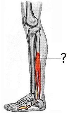 Peroneus Brevis - Physiopedia