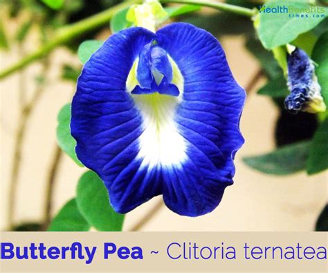 Butterfly Pea facts and health benefits