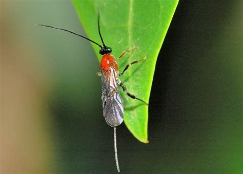 Family BRACONIDAE - Braconid Wasps