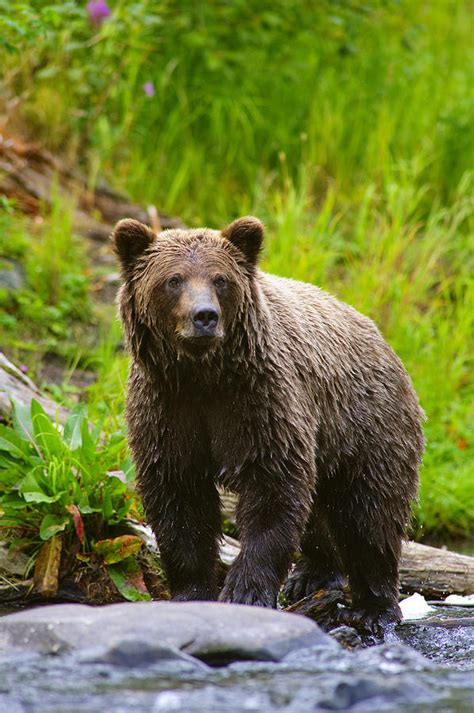 A Brown Bear Fishing For Salmon On The Photograph by Michael Jones - Fine Art America