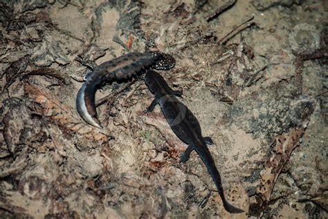 Triturus cristatus. Adult Northern crested newt. Female - Development ...