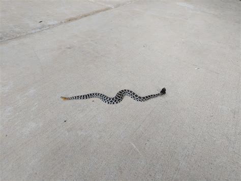 Baby Rattlesnake On Patio, Be Alert : r/northcounty