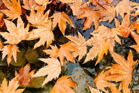 Premium Photo | Plane tree leaves