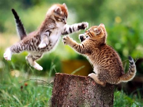 two Cats Pics Wallpapers HD / Desktop and Mobile Backgrounds