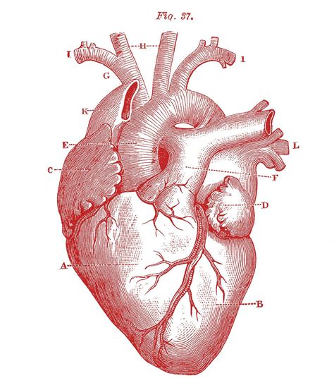 Heart Anatomy Wallpapers - Top Free Heart Anatomy Backgrounds ...