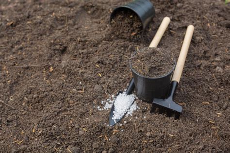 What is Coconut Mulch? Tips Using Coconut Coir as Mulch