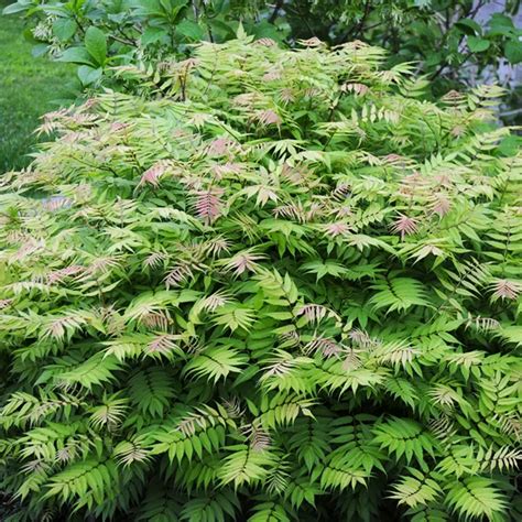 Sem False Spirea For Sale Online | The Tree Center