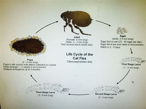 flea life cycle stages - Entrenched Online Journal Picture Gallery