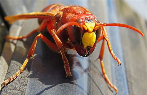 VIDEO: Officials Finally Capture a Murder Hornet