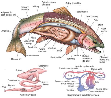 Fish External Anatomy - Anatomical Charts & Posters