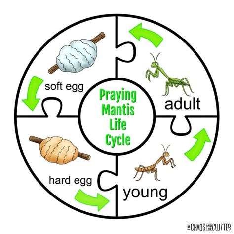 Praying Mantis Life Cycle Sensory Bin Sea Turtle Life Cycle, Bee Life ...